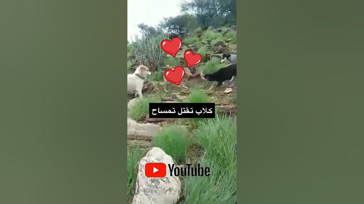 مشاهد مجموعة من الكلاب البرية وهي تقتل وتمزق التمساح بشراسة #مستحيل #مشاهد 🤫🤫