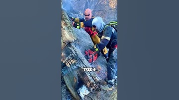 This is how the age of trees is determined 😱