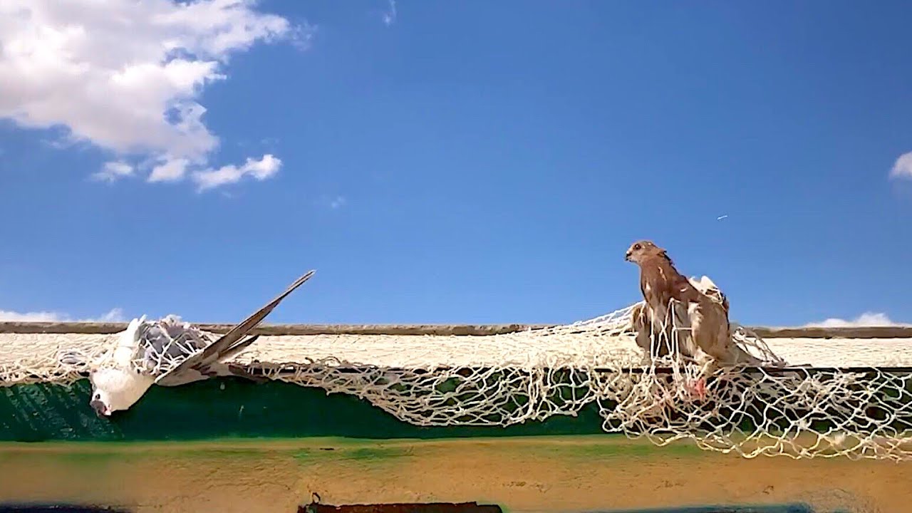 صيد صيد طيرين اول طير شبكة وثاني طير طاره 😅