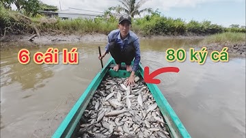 Đặt lú cá vuông tôm chuẩn bị cho vụ tôm tiếp theo/fish hunting