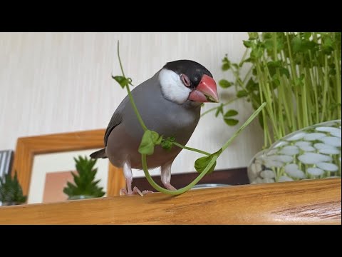 口にお弁当つけたまま寝てしまう文鳥  あずき  Java sparrow