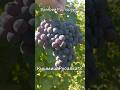 Кишмиш Русалка-3, ранний, болгарской селекции в Алматы 28.09.2025.