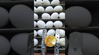 Homemade Egg turner #sgrangpur #short