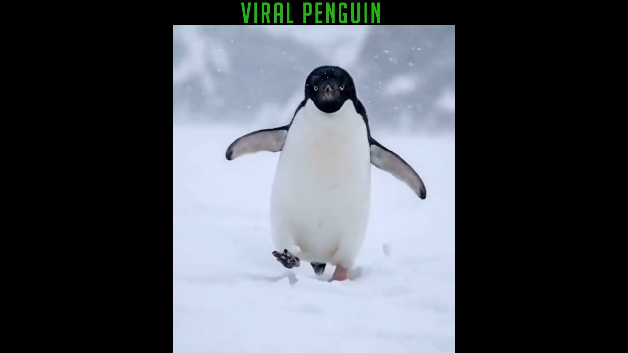 Viral Penguin 🐧