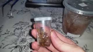 New Ts In My Collection. Poecilotheria Regalis, Poecilotheria Ornata, Ornithoctonus Aureotibialis