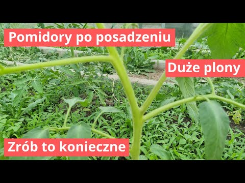 Tomatoes after planting. June in the vegetable garden. Wolves. Leaves. Fertilizing. Tying.