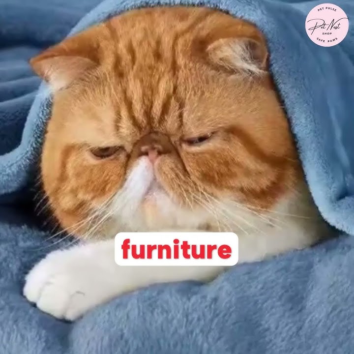 8-Pack Fleece Pet Blankets  #fypシ゚viral #fypシ゚viral #bestpetsupplies #cat #petnest #petcareprovider