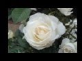 Mardel &amp; Goya - Une Rose.mp4