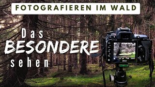 Fotografieren im Wald: Das Besondere sehen