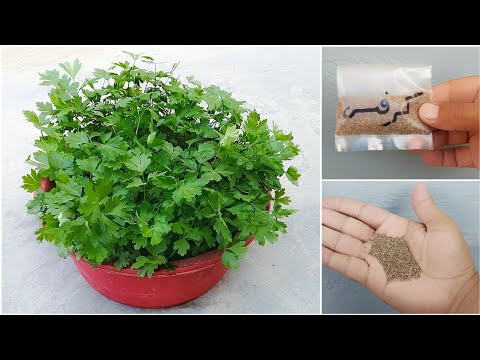 فيديو: حصاد بذور الكرفس: تعرف على كيفية حفظ بذور الكرفس