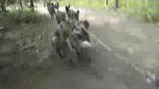 Dogsledding In The Yukon