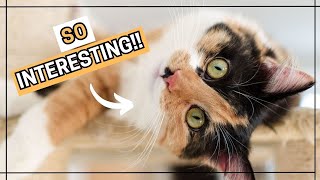 7 SURPRISING Calico CAT Facts You Didn't Know! -