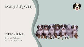 Ruby x Eli's Micro Bernedoodle Puppies | Down Home Doodle — 4week old update