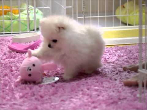 可愛くてキュン死確定!ポメラニアンの子犬がじゃれまくる