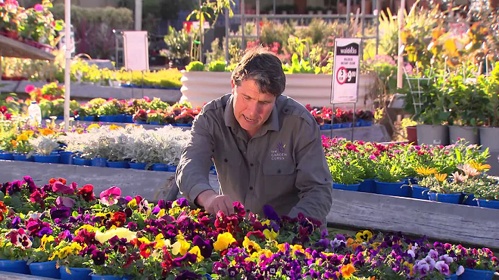 The Garden Gurus - Winter Colour and petunias - DayDayNews