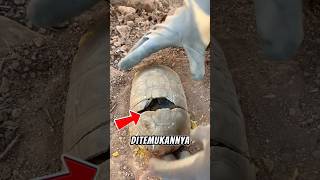 Menemukan harta karun dari dalam cangkang kura-kura #youtubeshorts