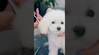 初トリミングに挑戦する4ヶ月のマルプー / 4 month old Maltipoo takes on first grooming challenge #shorts