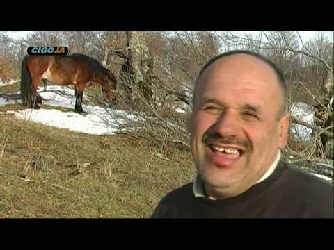 Video: Vestfalski konj