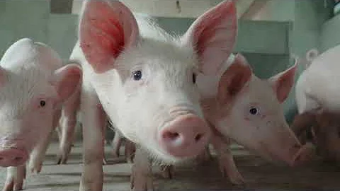 Five Fun Facts about Pigs 🐷🐖 #animalfacts #wildlife #pig