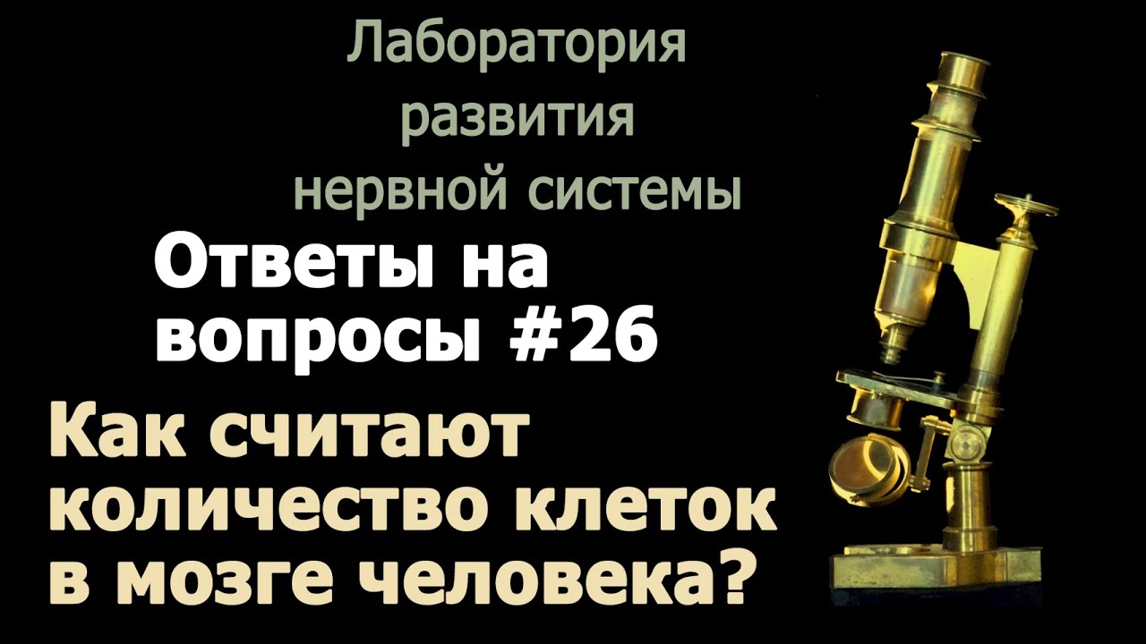 Как считают число клеток в мозге?