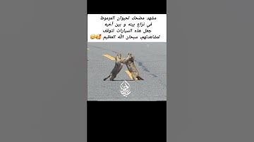 #القارئ_عبدالرحمن_احمد 🥺❤ #اكسبلور #تلاوات_خاشعة #المصحف