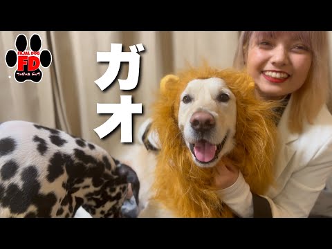 可愛いライオンがやって来た！英国ゴールデンレトリバー