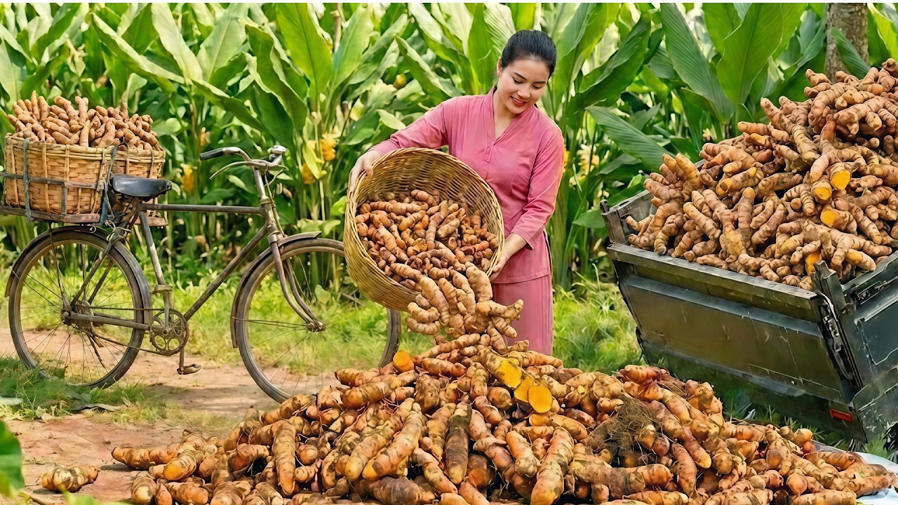 LIFE ON THE FARM | Harvesting GIANT TURMERIC Roots In The GARDEN and Preparing Dishes with TURMERIC