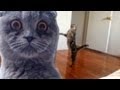 Epic Funny Cats - Compilation Part Two "The Cat Strikes Back!"