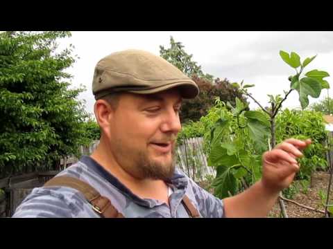 Video: Secrets Of Successful Gardening