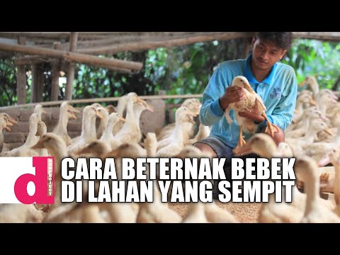 Cara Beternak Bebek di Lahan Sempit (How to Raise Ducks in Narrow Land)