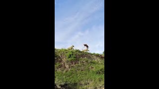 The antelope said &quot;I BELIEVE I CAN FLY&quot; The lion said &quot;Nope&quot;
