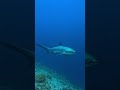 🔥 Some Sharks Alive Today Were Born Before the USA 🇺🇸🦈#shorts #facts #shark #ocean #nature #animals