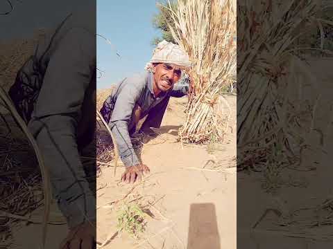 अरे सरपचो खडा तो होगा थार धीणो कियागो ह 😱🤣🤣🤣