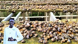 How to raise, Harvest and process millions of Snails in Kenya