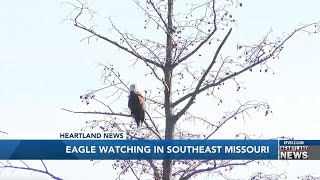 Eagle Watching In Southeast Missouri