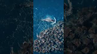 Caught on camera targeting devil rays for the first time whale #shorts Net Worth