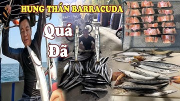 Đụng Độ " HUNG THẦN BARRACUDA " – Loài cá HUNG TỢN Trên Biển 【Thái Phú Quốc】 ...!!!