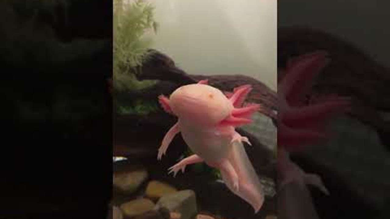 Awesome Albino Axolotl Viralhog Youtube