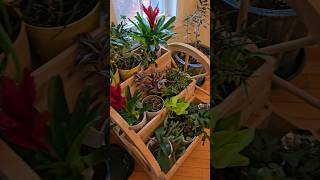 How to live longer!!! #plants #garden #flowers #shortvideo