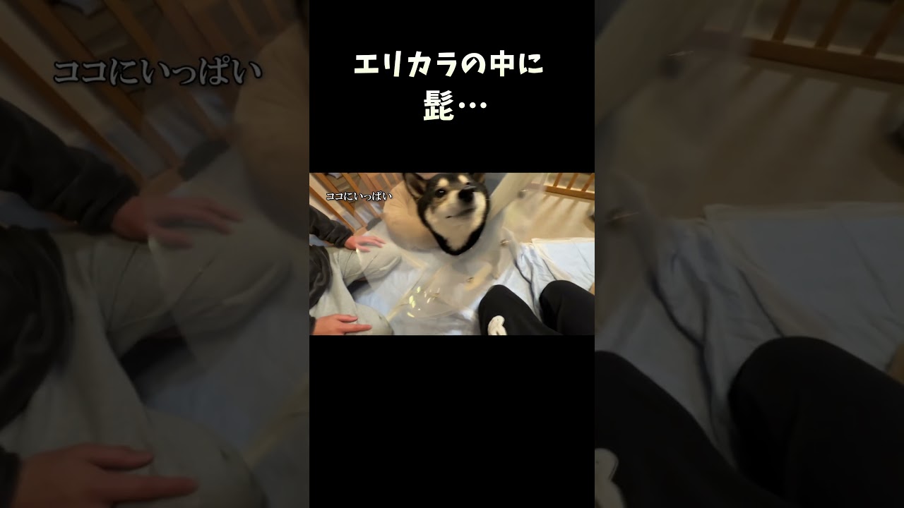 エリカラの中に髭