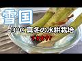 ウド水耕栽培マイナス3°C真冬ですが成長しています確認してください。