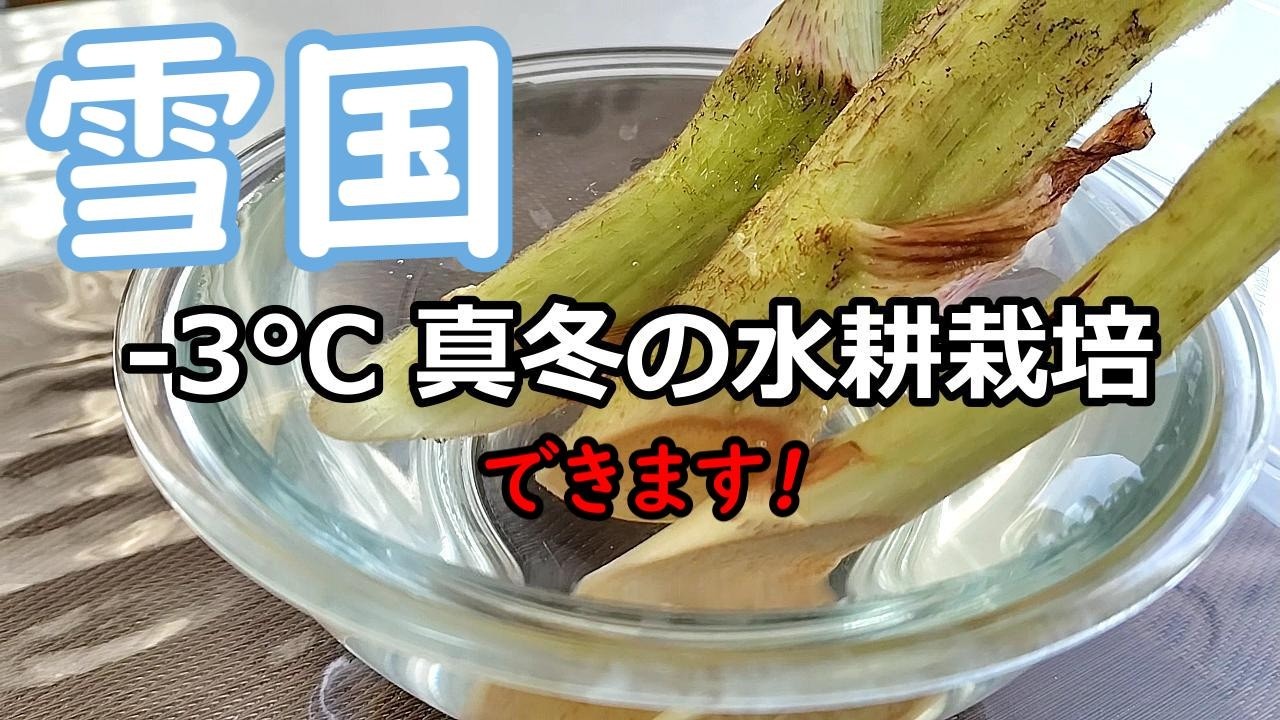 ウド水耕栽培マイナス3°C真冬ですが成長しています確認してください。