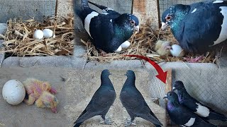 White And Black Pigeon Baby Growth Video