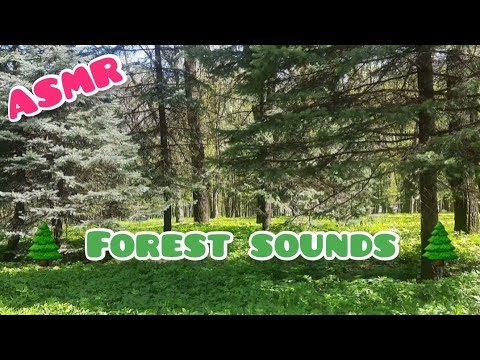 🌲Forest Sounds 🎵 #asmr #asmrgirl #relaxingvideo