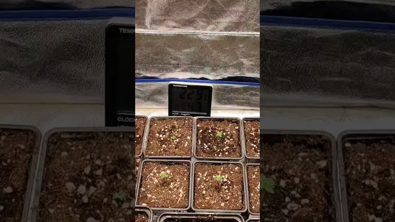 seguimiento y selección Critical mass 