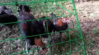Bloodline Mclean hatch 1/4 peruvian young warrior!