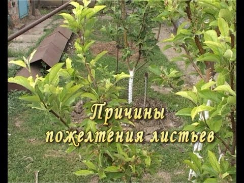 Причины пожелтения листьев. Лечение супер метод.