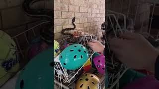 Python With Full Belly Gets Stuck in Wire Basket Profile