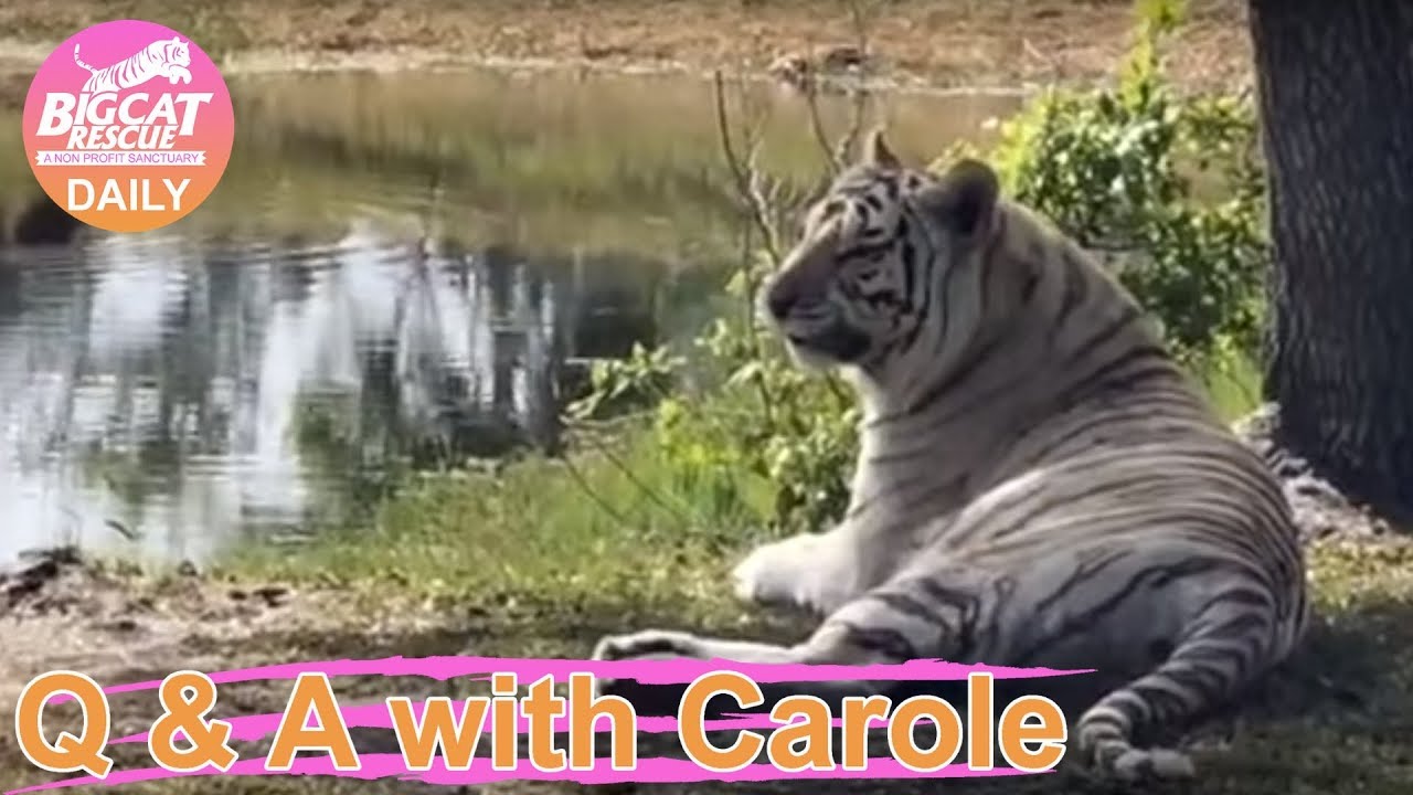 leopard print Q&A with Carole~ Zabu the White Tiger Lakeside 042018