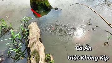 Câu Cá Rô Đồng Mùa Lũ Này Về Đồng Tháp Giật Toàn Cá Rô Mập Ú Trong Gốc Cây